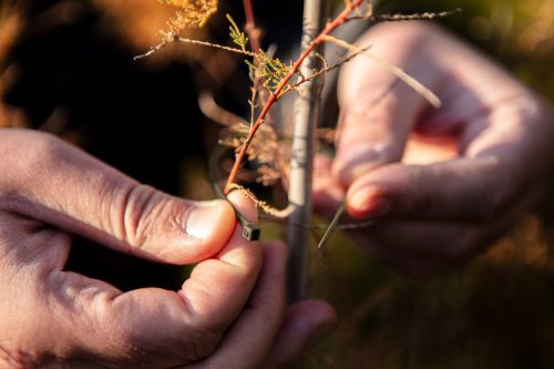 NEO TOOLS Kerti kötegelő, gyorskötöző 3,6x200mm, 50db, barna 15-974