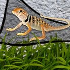 2db Légáteresztőfüggőágy hüllők számára