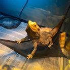 2db Légáteresztőfüggőágy hüllők számára