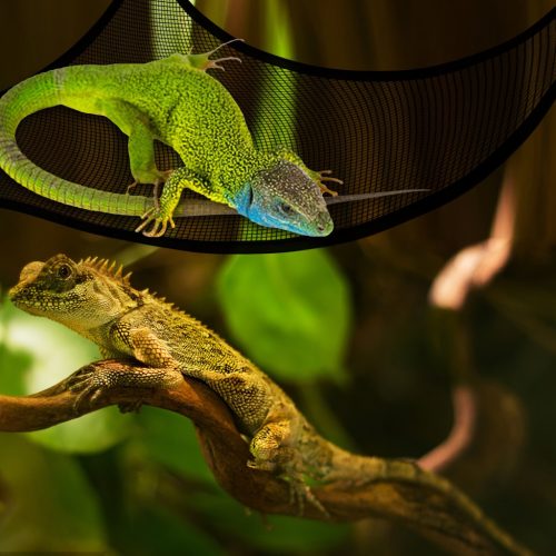 2db Légáteresztőfüggőágy hüllők számára